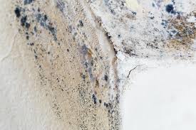 Best Environmental Consulting for Mold Prevention  in Sicklerville, NJ